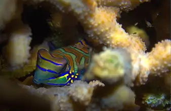 Sanctuaire marin Poblacion District 1 à Dauin